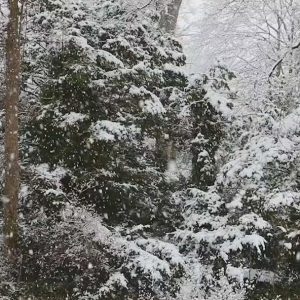Video 12 - Snow Fantasy