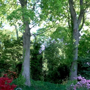 Video 14 - Windy Trees