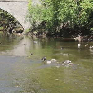 Video 03 - Duck Party
